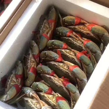 青蟹，三门青蟹，膏蟹，斯里兰卡青蟹。美丽