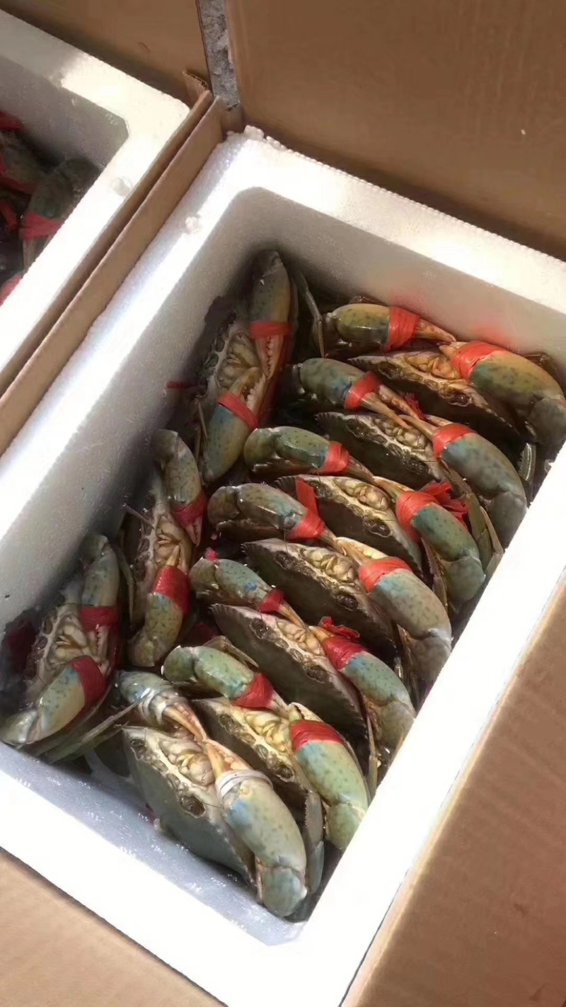青蟹，三门青蟹，膏蟹，斯里兰卡青蟹。美丽