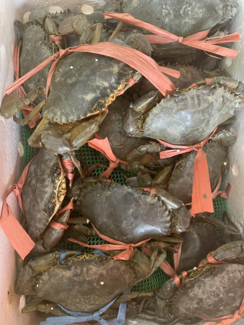 青蟹，三门青蟹，膏蟹，斯里兰卡青蟹。美丽