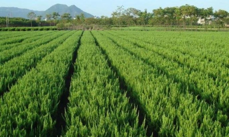 龙柏30-40cm耐寒耐涝大量供应