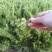 龙柏30-40cm耐寒耐涝大量供应