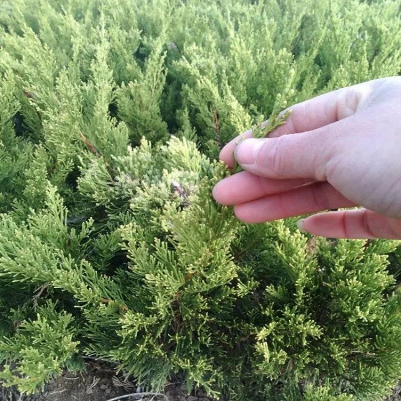 龙柏30-40cm耐寒耐涝大量供应