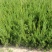 龙柏30-40cm耐寒耐涝大量供应