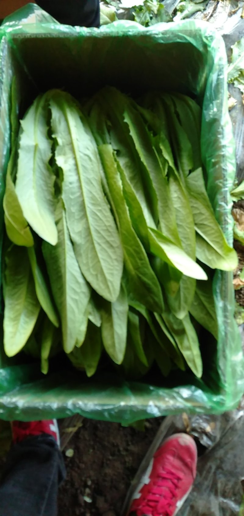 精品油麦菜大量上市质量完美有一流的团队