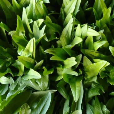 精品油麦菜大量上市质量完美有一流的团队