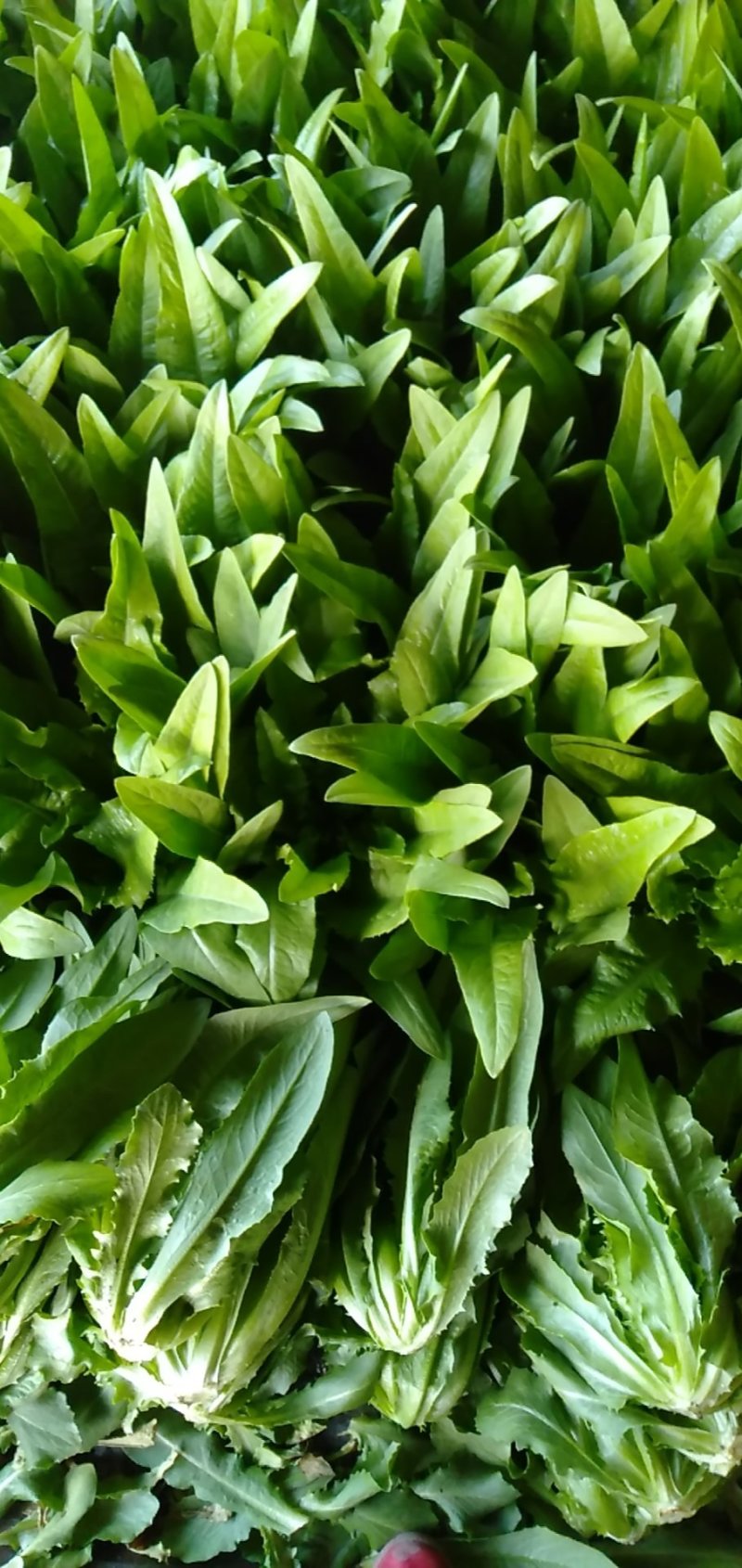 精品油麦菜大量上市质量完美有一流的团队