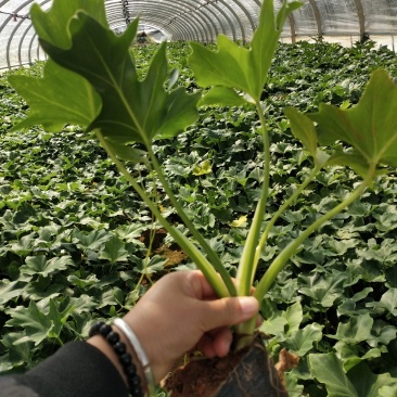 春羽/观叶植物/绿化苗木