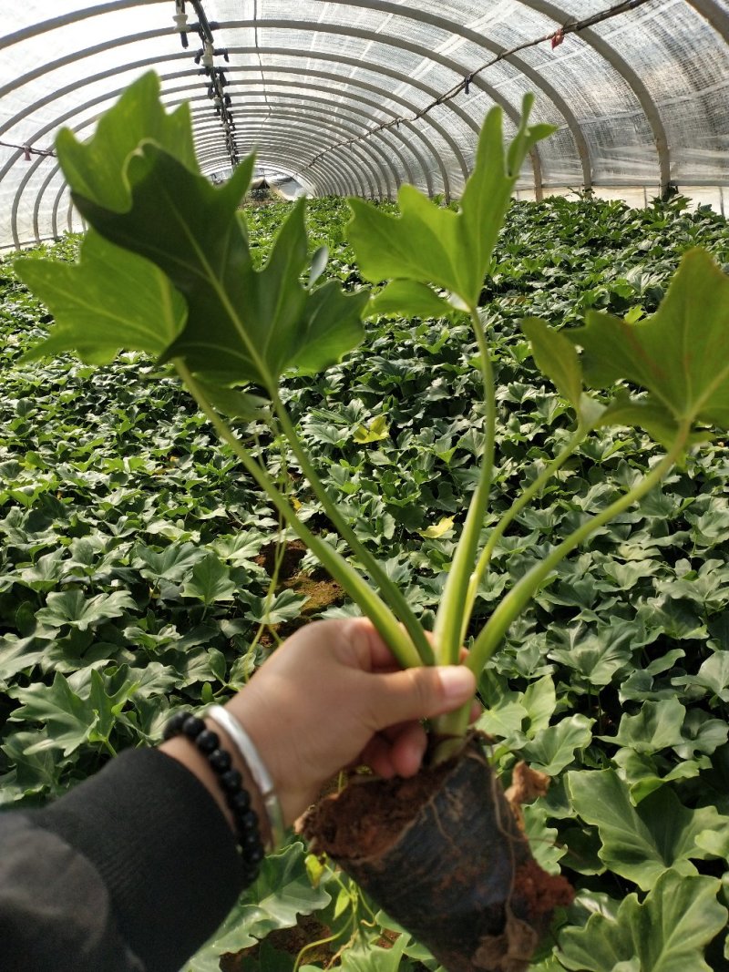 春羽/观叶植物/绿化苗木