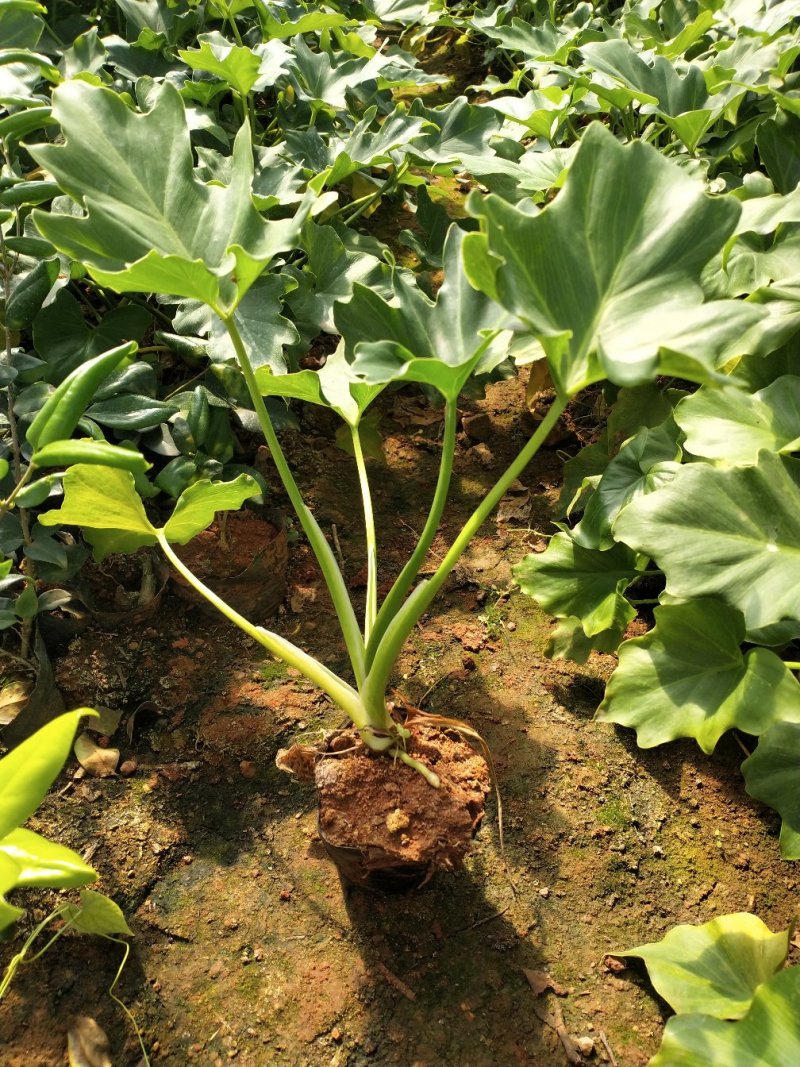 春羽/观叶植物/绿化苗木