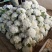 松花菜，有机花菜，青梗白面花菜