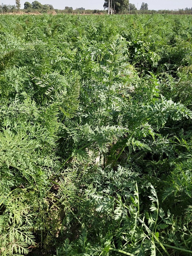 河北胡萝卜大量上市，保证质量，千亩产地