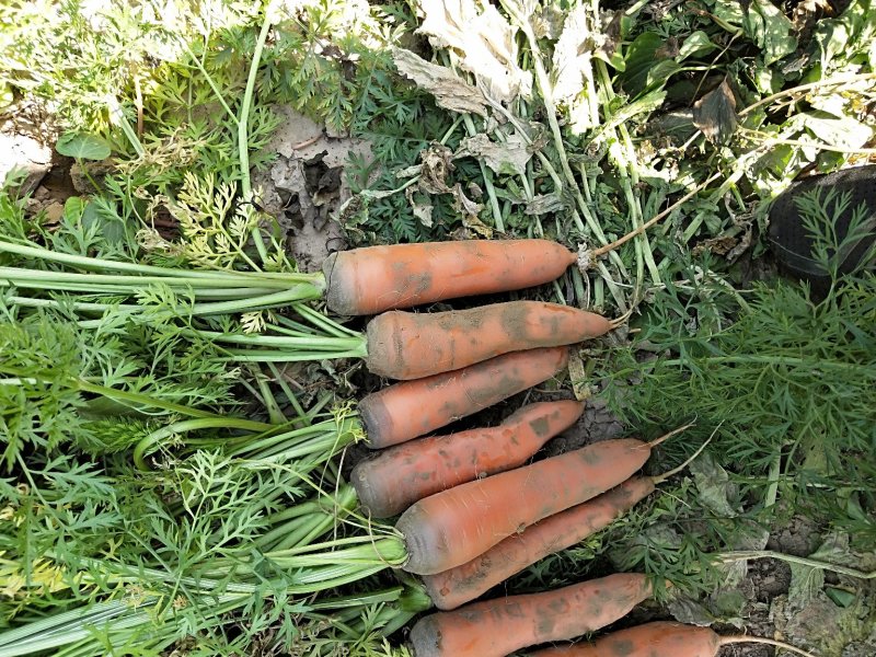 河北胡萝卜大量上市，保证质量，千亩产地