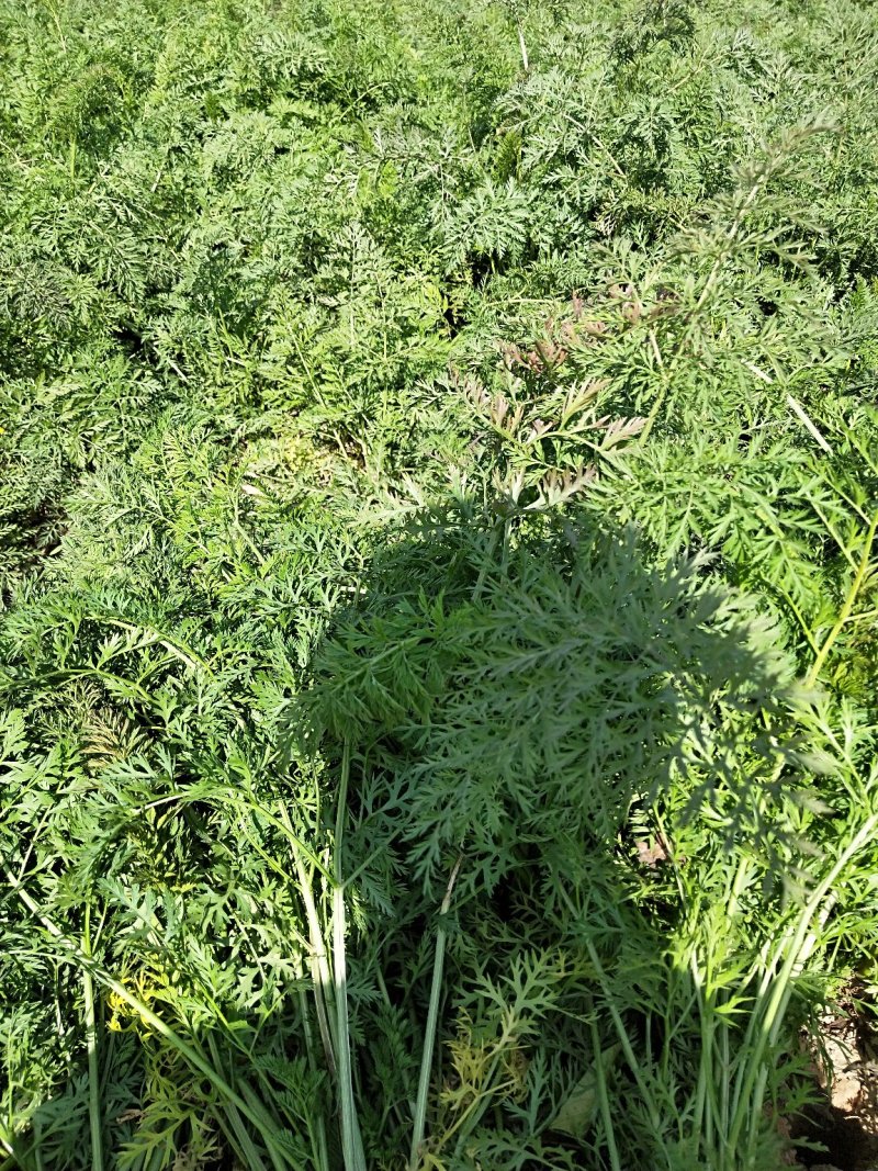 河北胡萝卜大量上市，保证质量，千亩产地