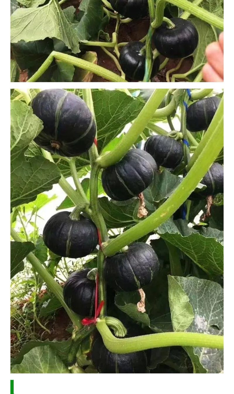 青州南瓜