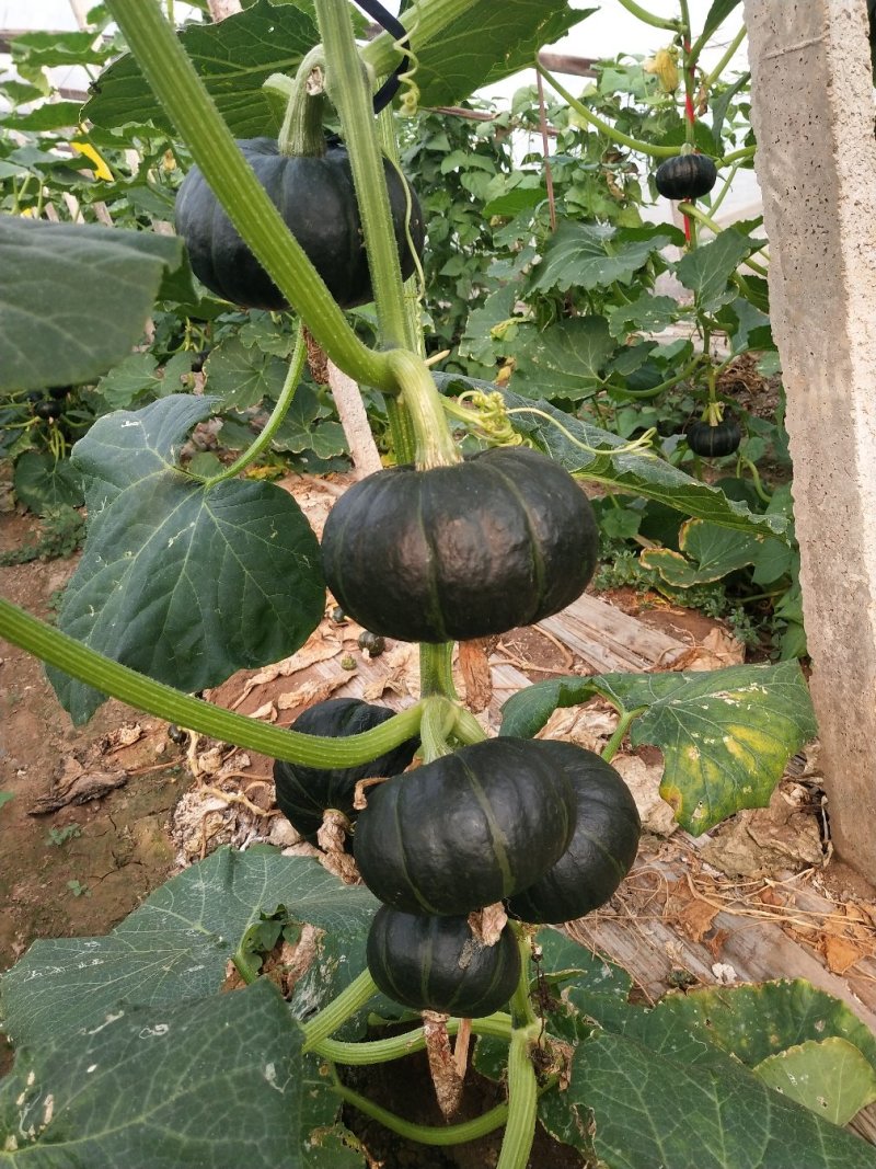 青州南瓜