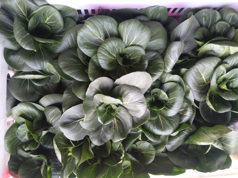 精品矮脚黑青菜(小，中，大，价格不同)