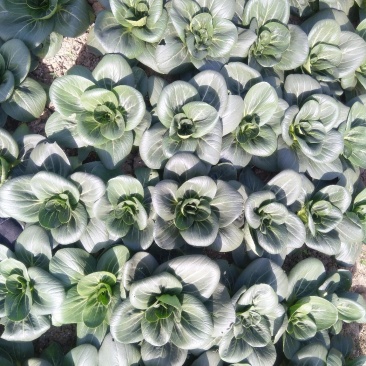 精品矮脚黑青菜(小，中，大，价格不同)