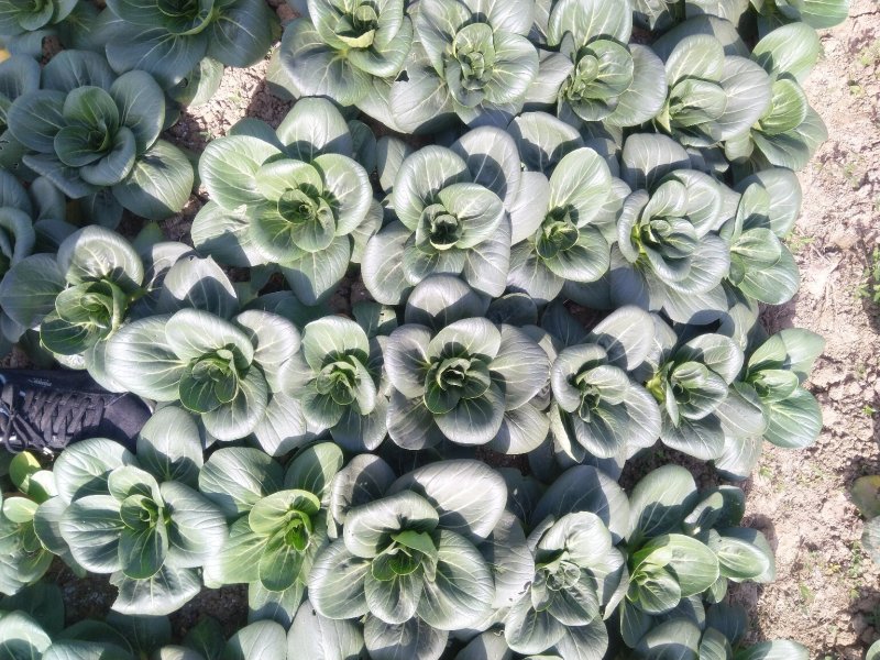 精品矮脚黑青菜(小，中，大，价格不同)