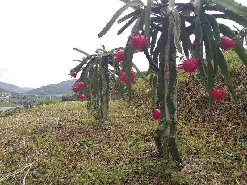 贵州罗甸红心火龙果
