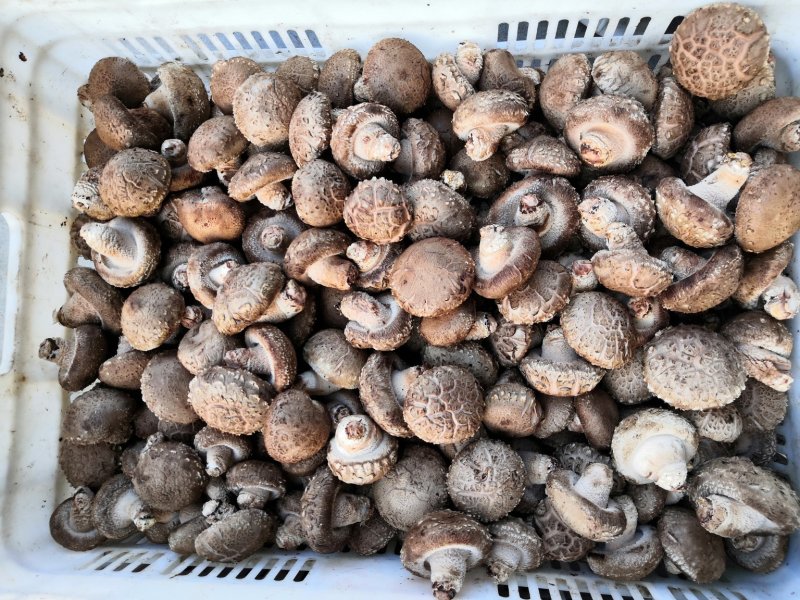 鲜菇