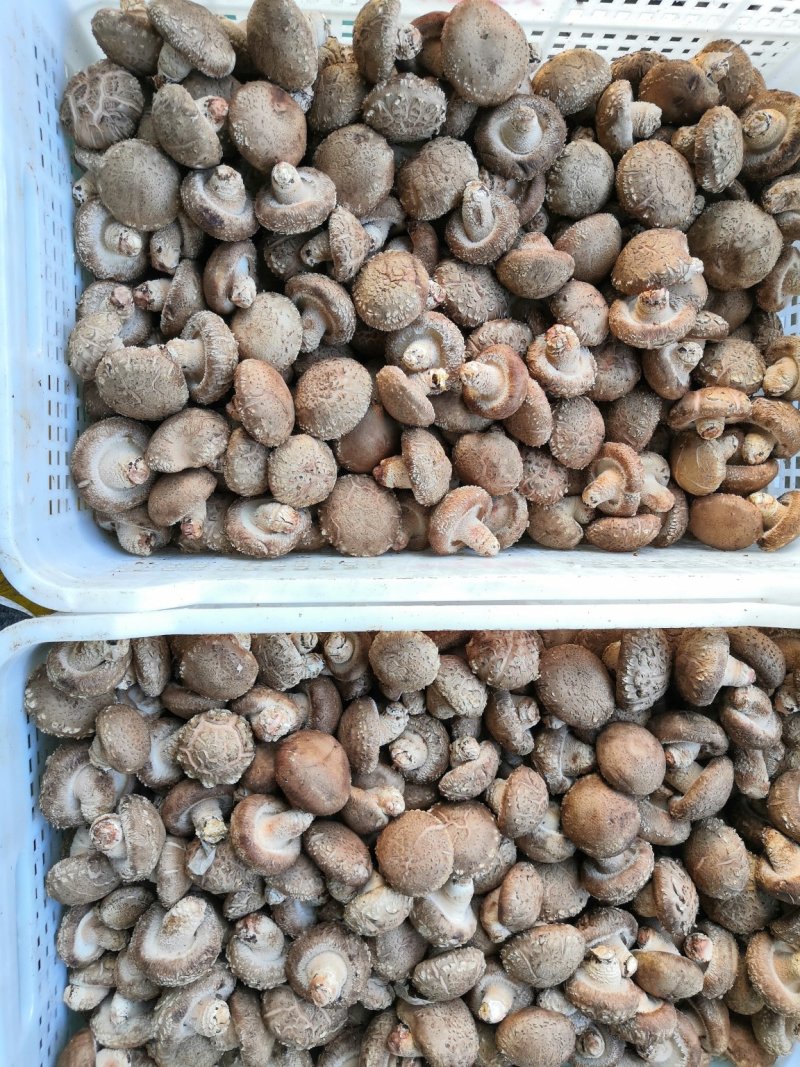鲜菇