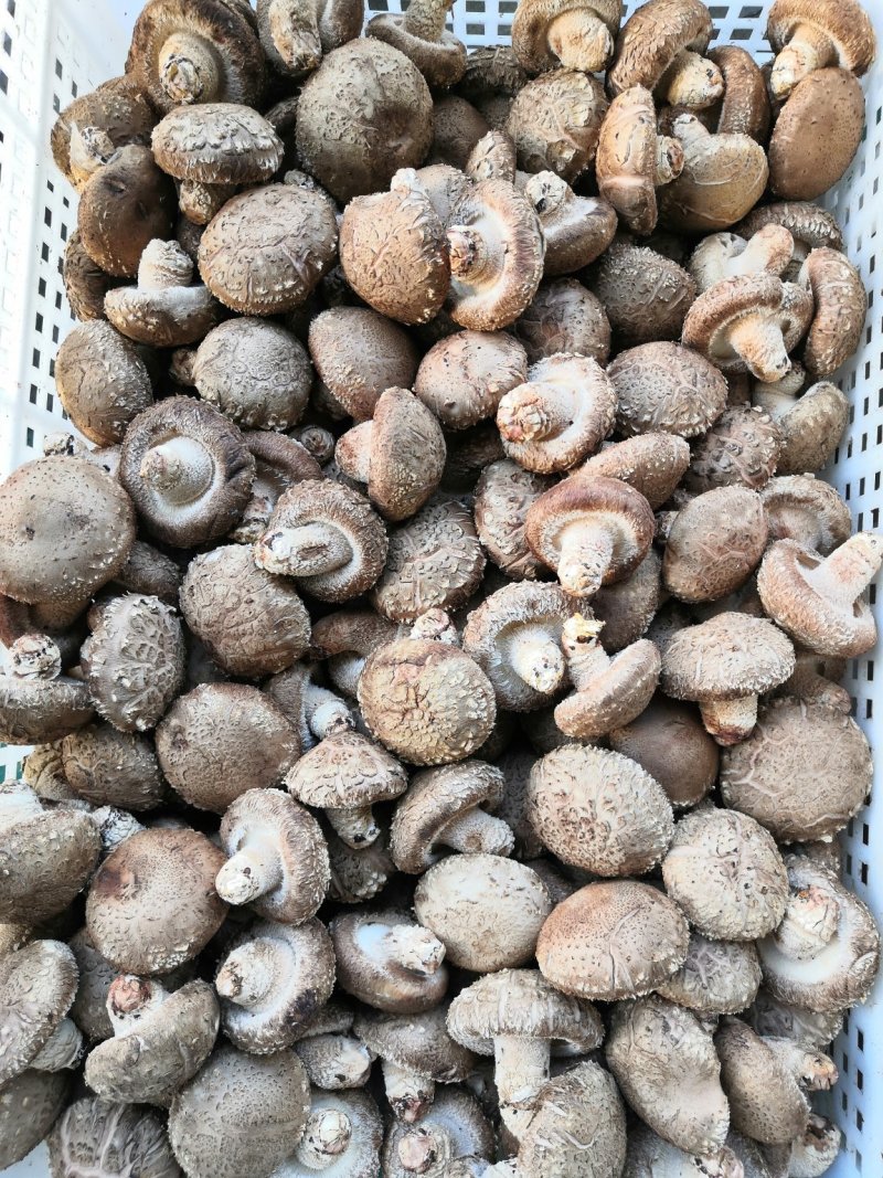 鲜菇