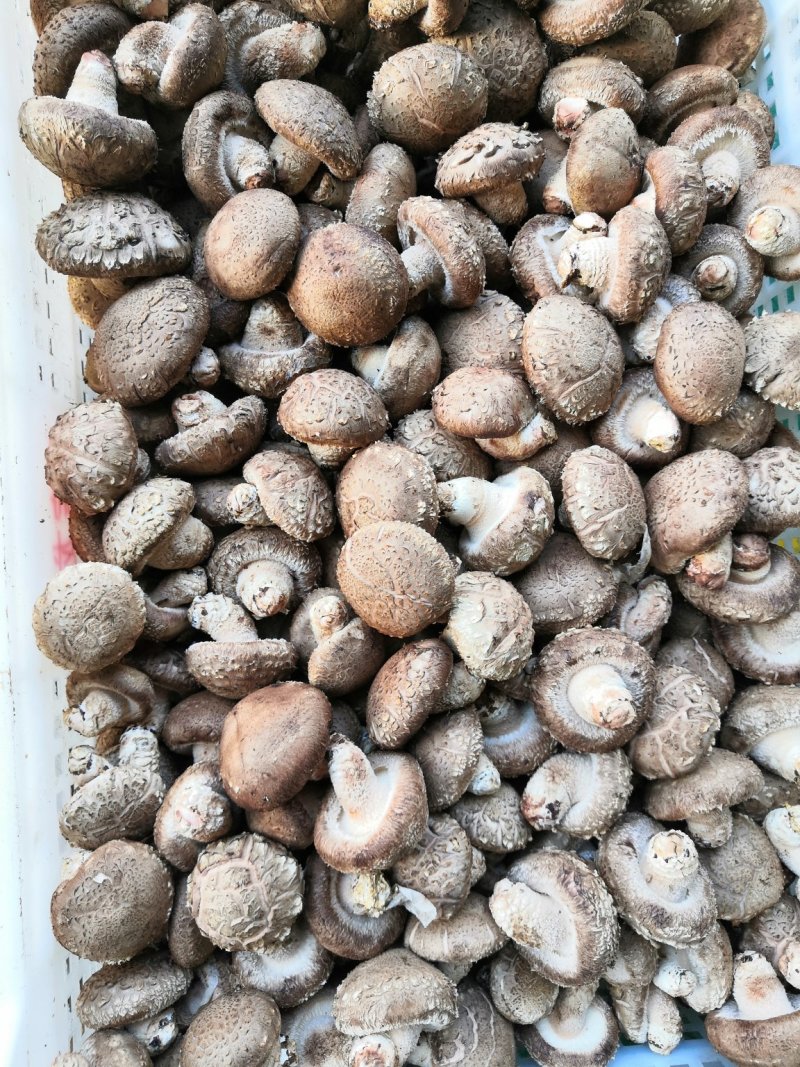 鲜菇