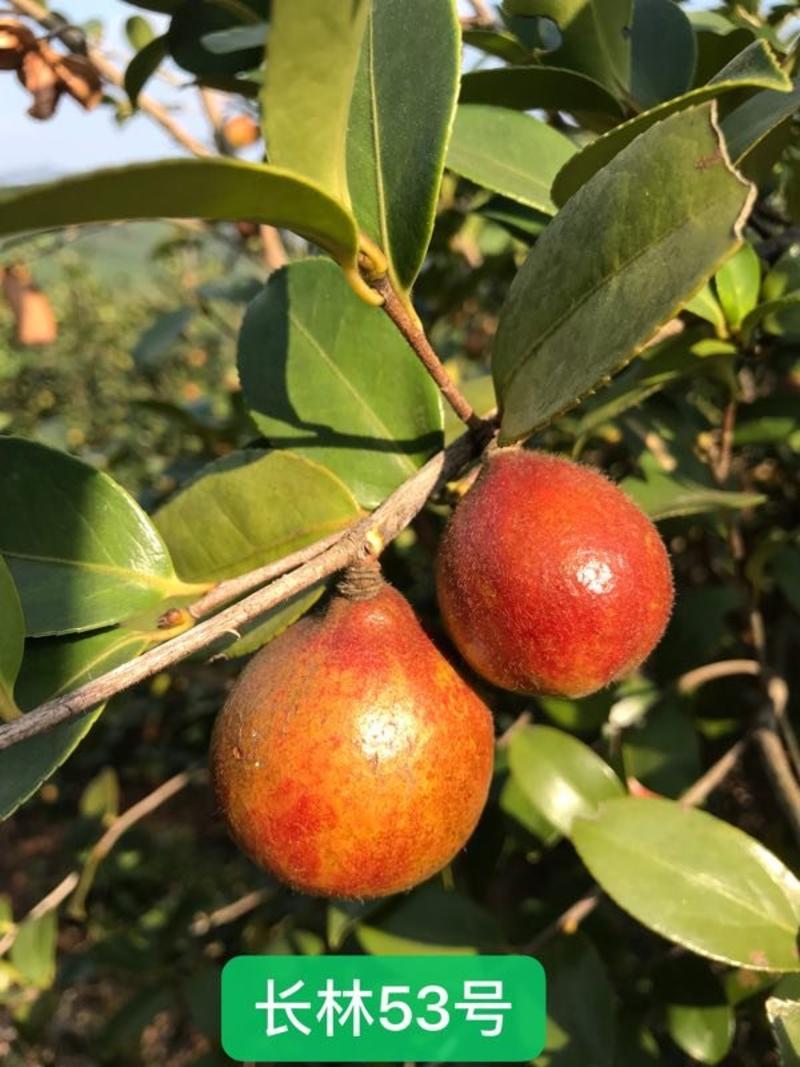 油茶苗高产嫁接油茶苗长林湘林软枝系列油茶苗白花中大果包邮