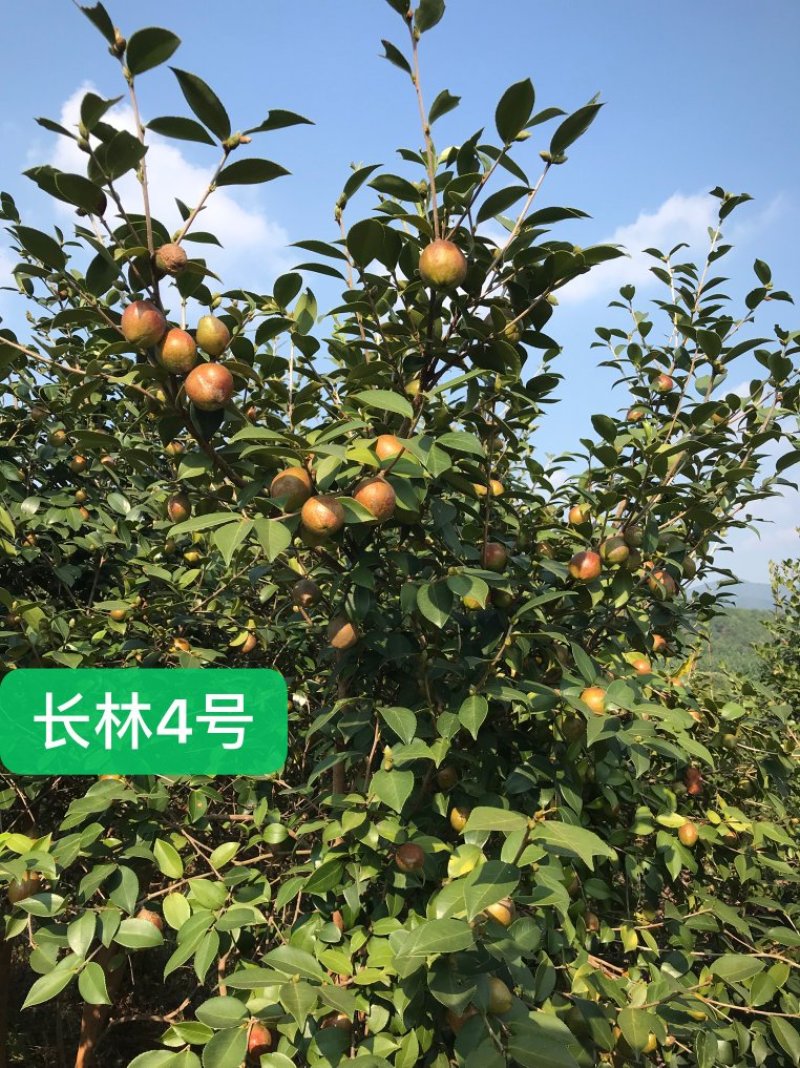 油茶苗高产嫁接油茶苗长林湘林软枝系列油茶苗白花中大果包邮