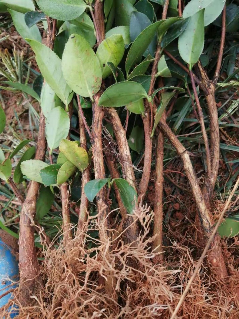 油茶苗高产嫁接油茶苗长林湘林软枝系列油茶苗白花中大果包邮