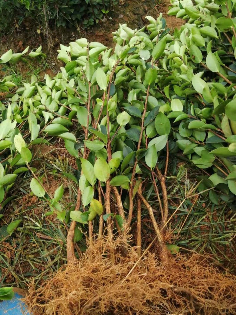 油茶苗高产嫁接油茶苗长林湘林软枝系列油茶苗白花中大果包邮