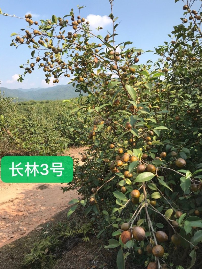 油茶苗高产嫁接油茶苗长林湘林软枝系列油茶苗白花中大果包邮