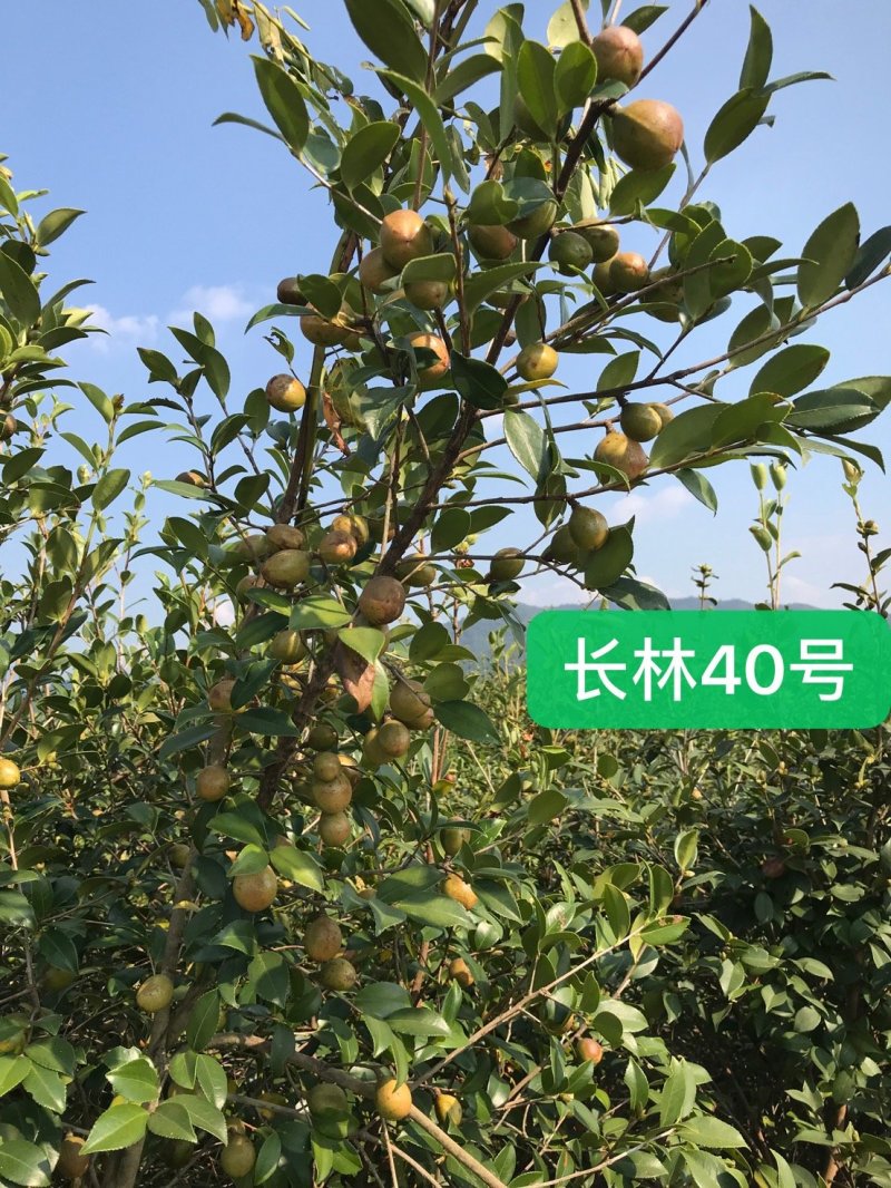 油茶苗高产嫁接油茶苗长林湘林软枝系列油茶苗白花中大果包邮