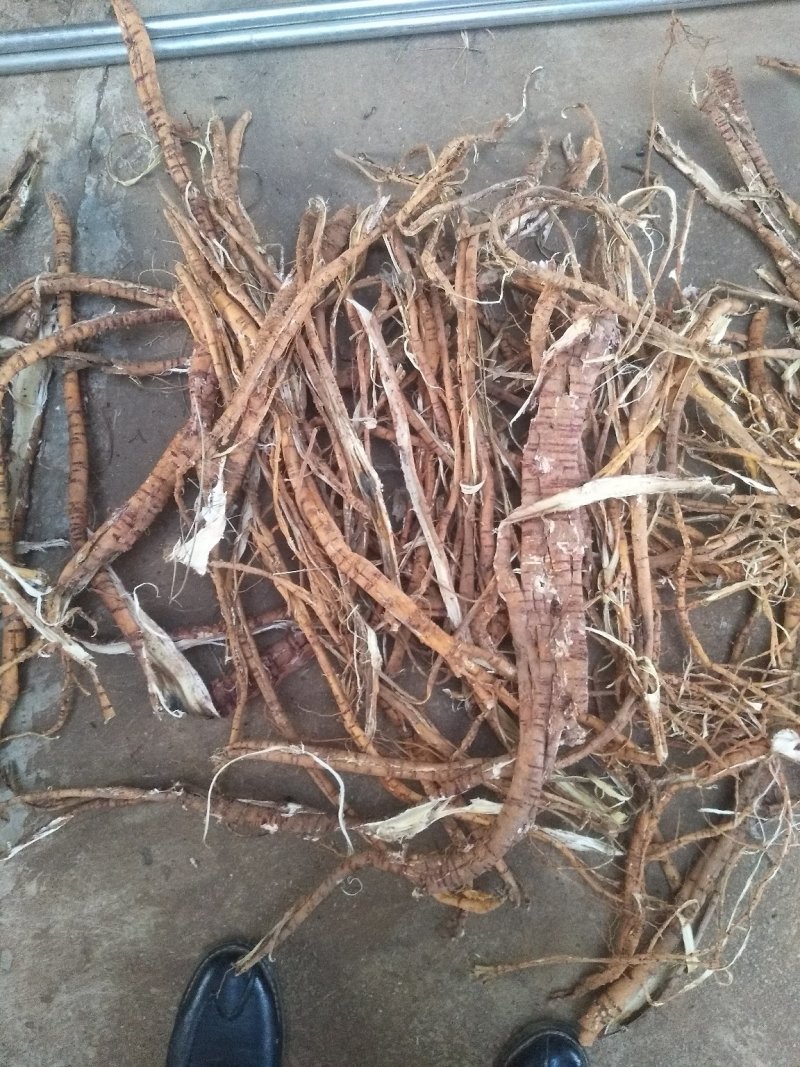 桑树根