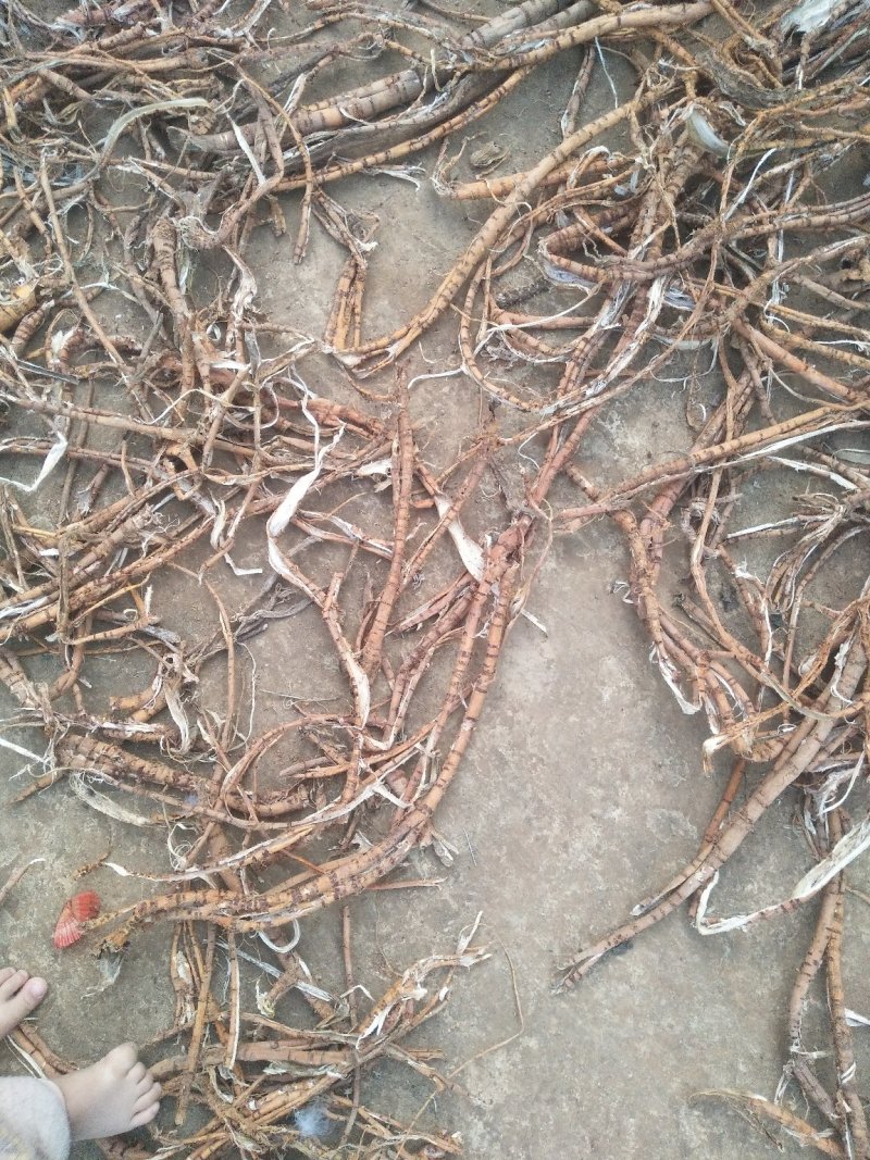 桑树根