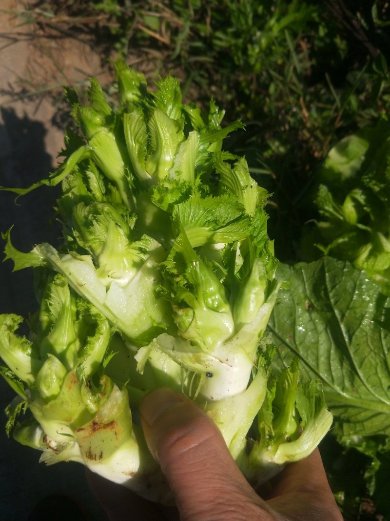 儿菜。儿都有