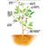 苄氨基嘌呤细胞分裂素果树生长发芽分化增产植膨果增产叶面肥