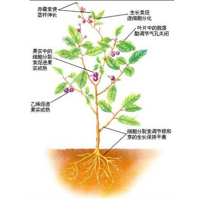 苄氨基嘌呤细胞分裂素果树生长发芽分化增产植膨果增产叶面肥