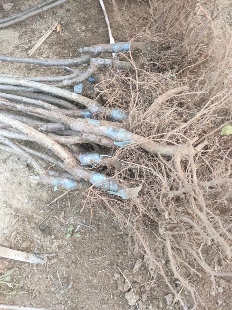 美早樱桃苗俄罗斯八号齐早沙王桑德拉玫瑰包成活