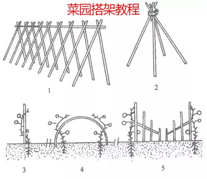 竹杆小竹子细竹竿菜园搭架户外篱笆豆角竹竿旗竹杆跳舞长竹竿