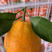 丑橘耙耙柑大炮橘不知火欢迎全国电商超市市场来对接