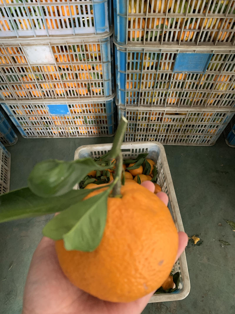 丑橘耙耙柑大炮橘不知火欢迎全国电商超市市场来对接