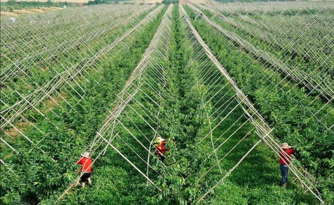 夏季拿枝与环割标准化操作示范