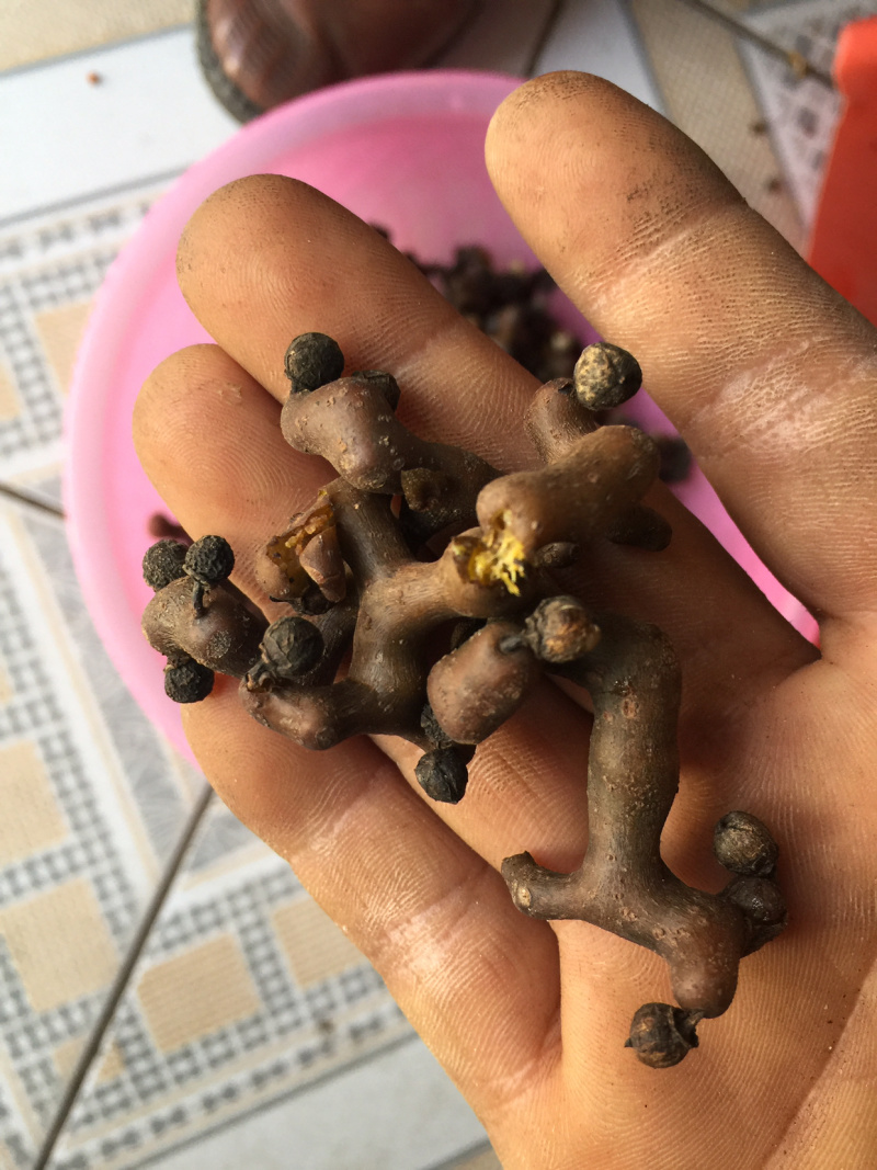 拐枣，万寿果，高山水果（100斤以上包邮）