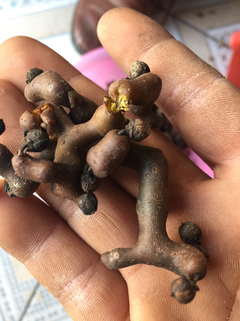 拐枣，万寿果，高山水果（100斤以上包邮）
