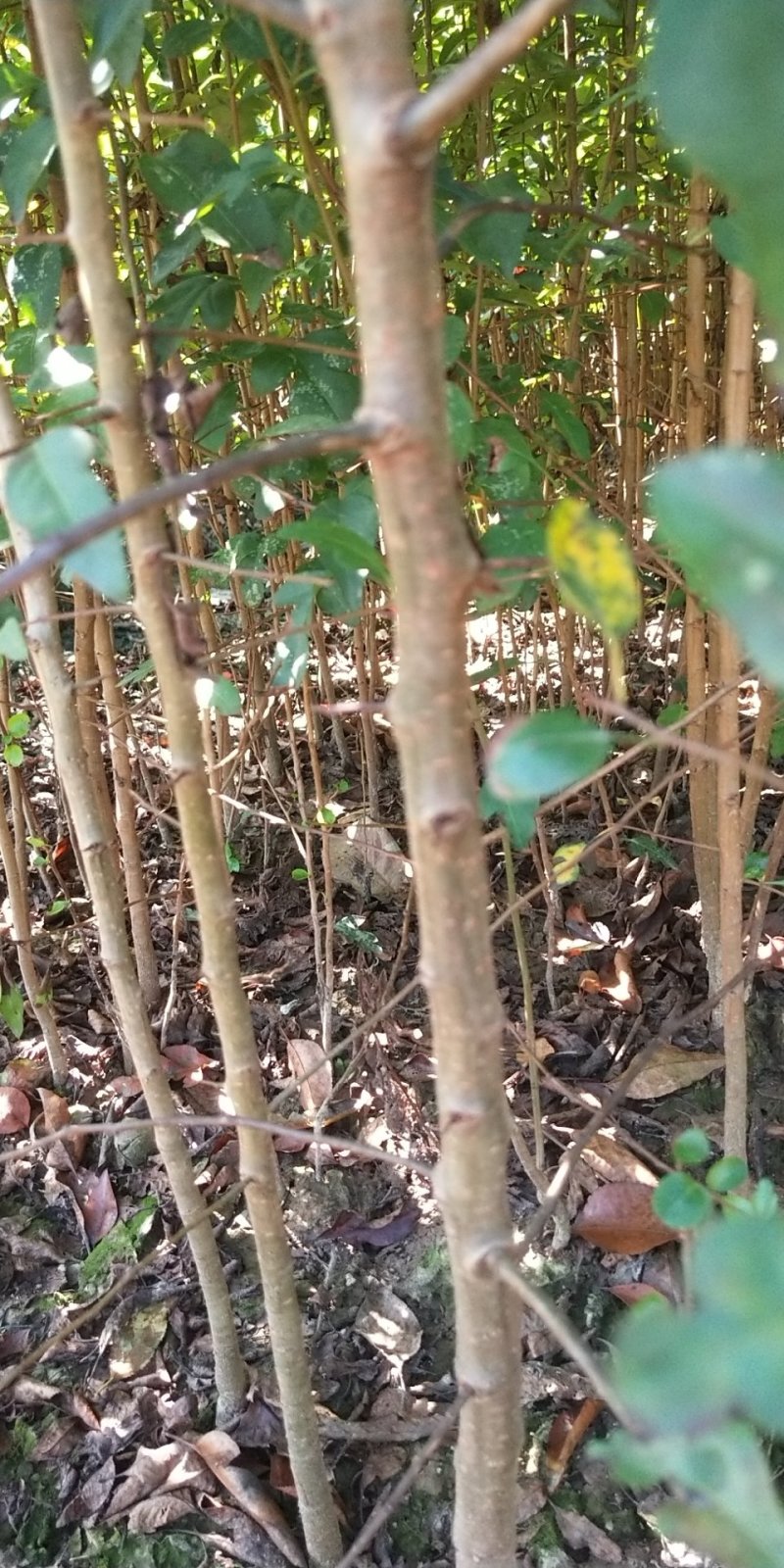 包邮鸟梨苗棠梨苗刺梨苗杜梨苗