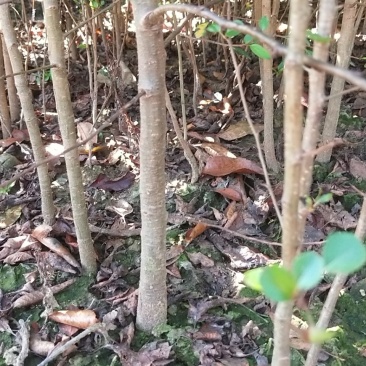 包邮鸟梨苗棠梨苗刺梨苗杜梨苗