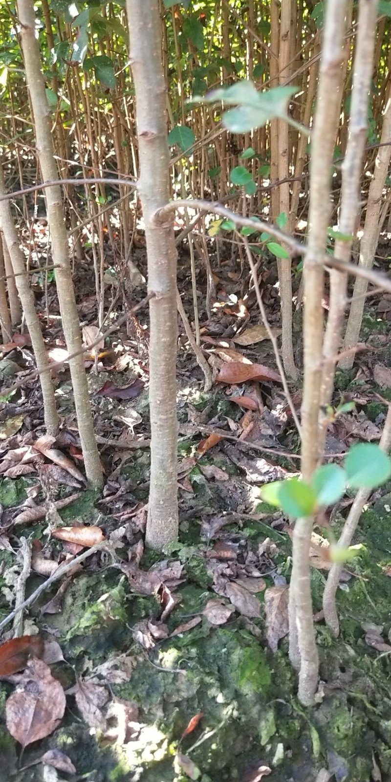 包邮鸟梨苗棠梨苗刺梨苗杜梨苗