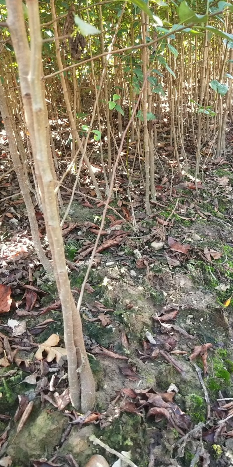 包邮鸟梨苗棠梨苗刺梨苗杜梨苗