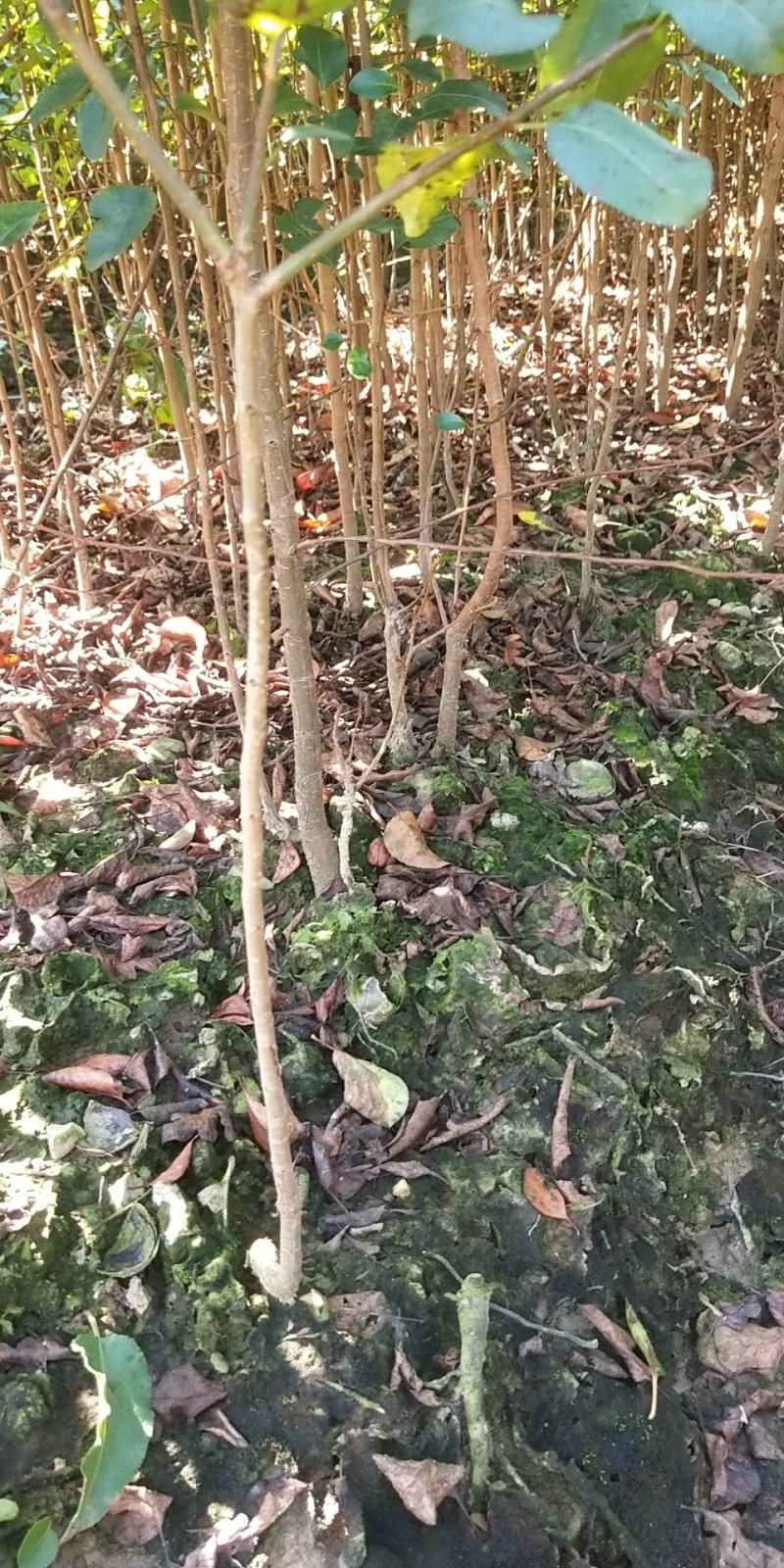 包邮鸟梨苗棠梨苗刺梨苗杜梨苗